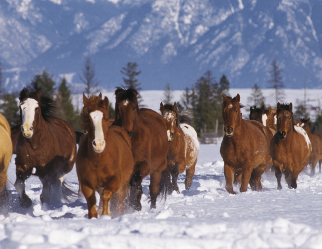 Triumph® Calendars Horses Calendar 33