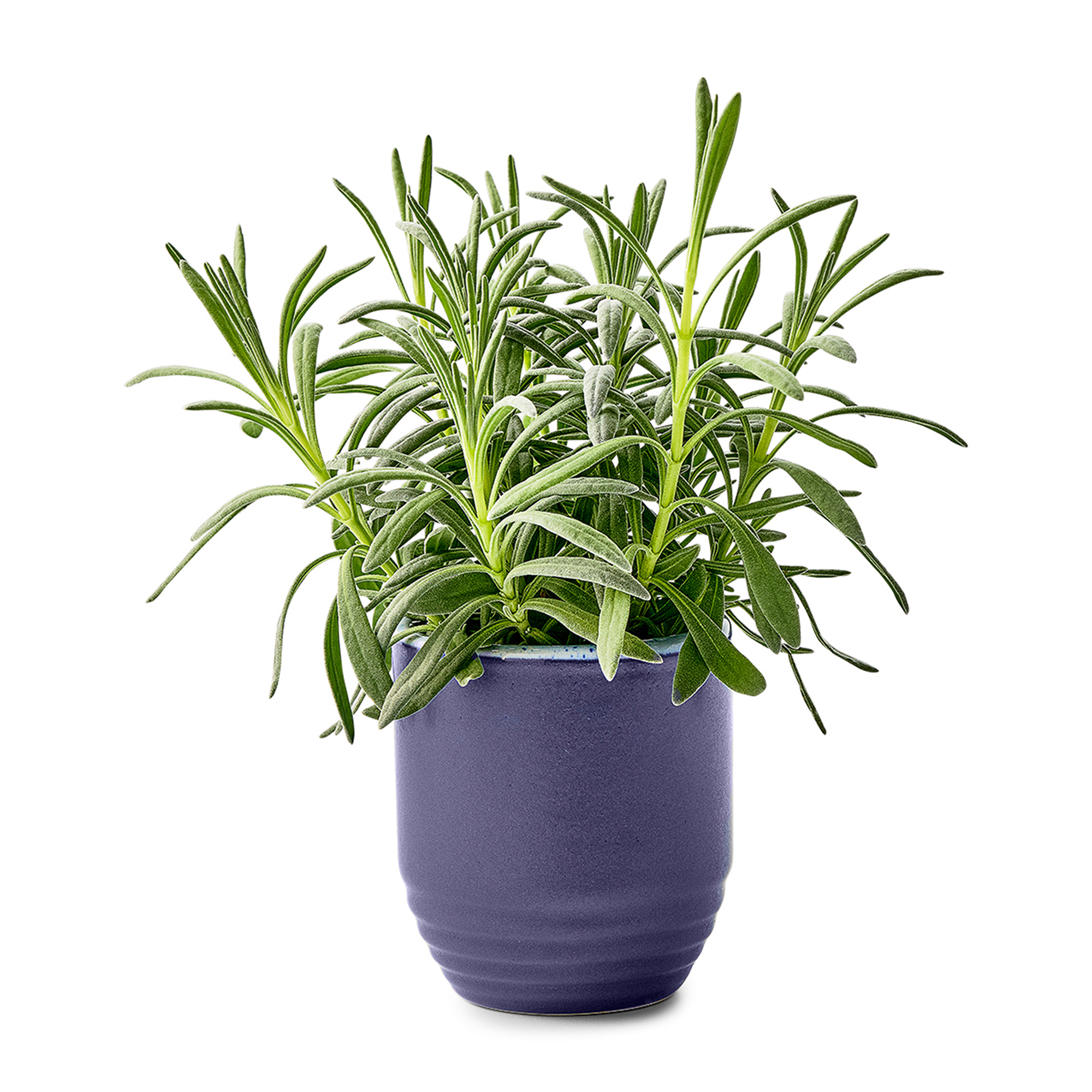 Modern Sprout® Garden Vibes Candle/Planter 57