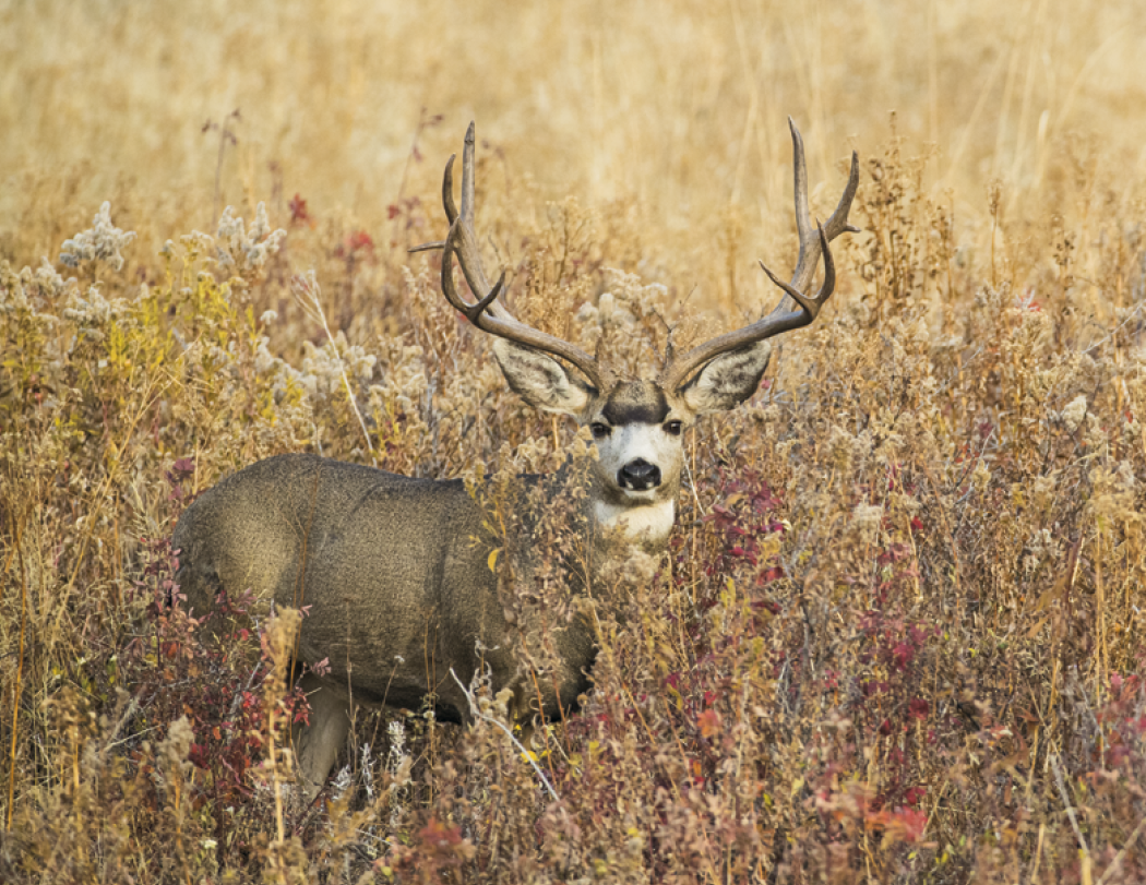 Good Value™ Wildlife Portraits - Window Calendar 18