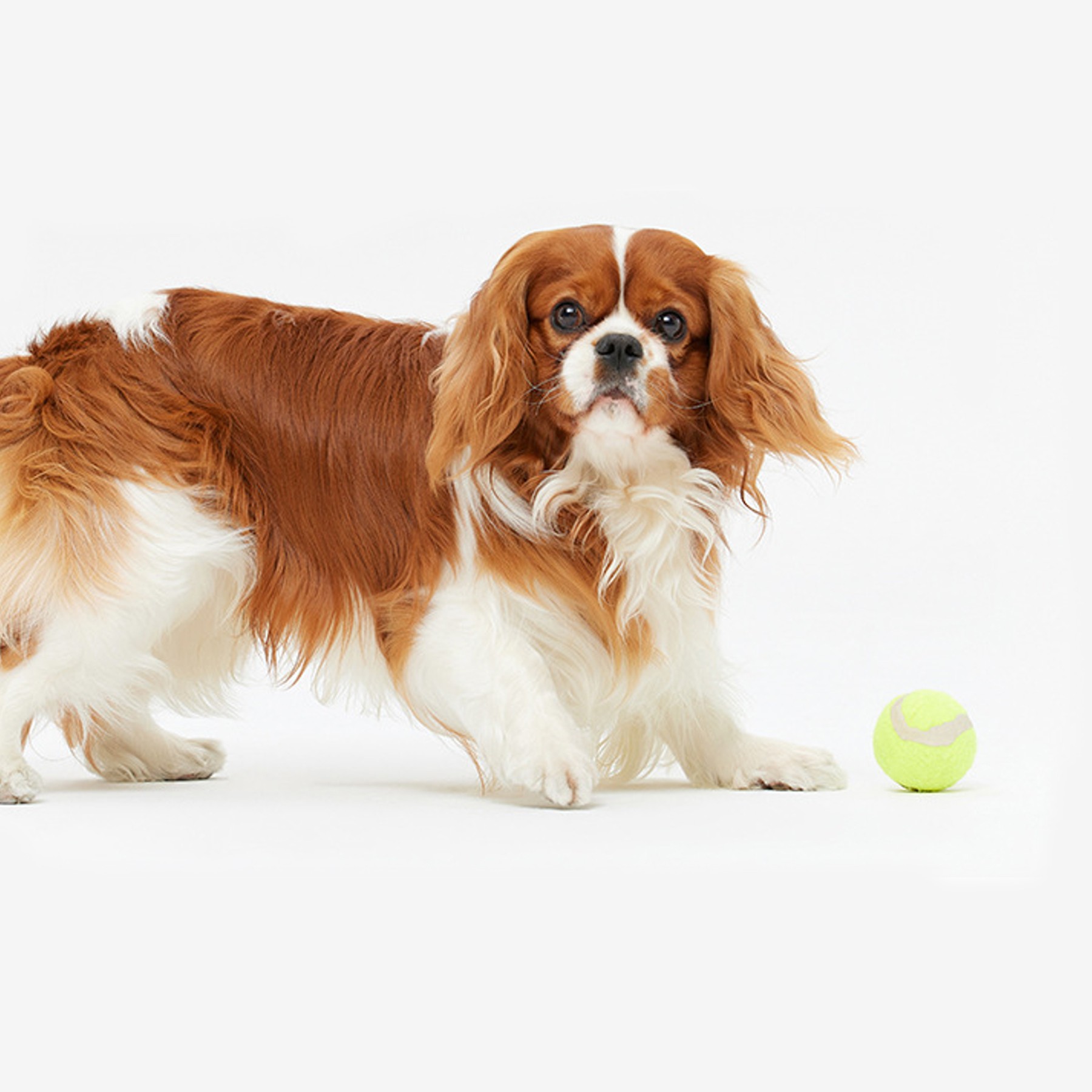 Pet Fetch Toy Tennis Ball 3