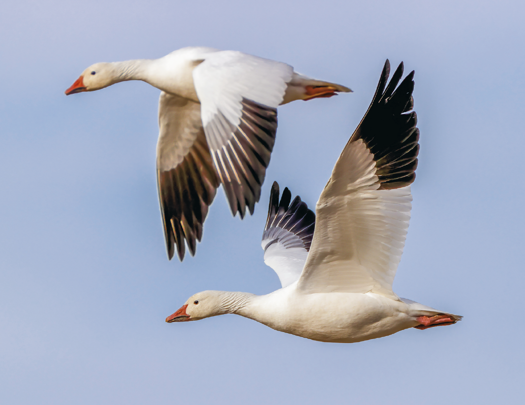 Good Value™ Waterfowl - Spiral Calendar 53