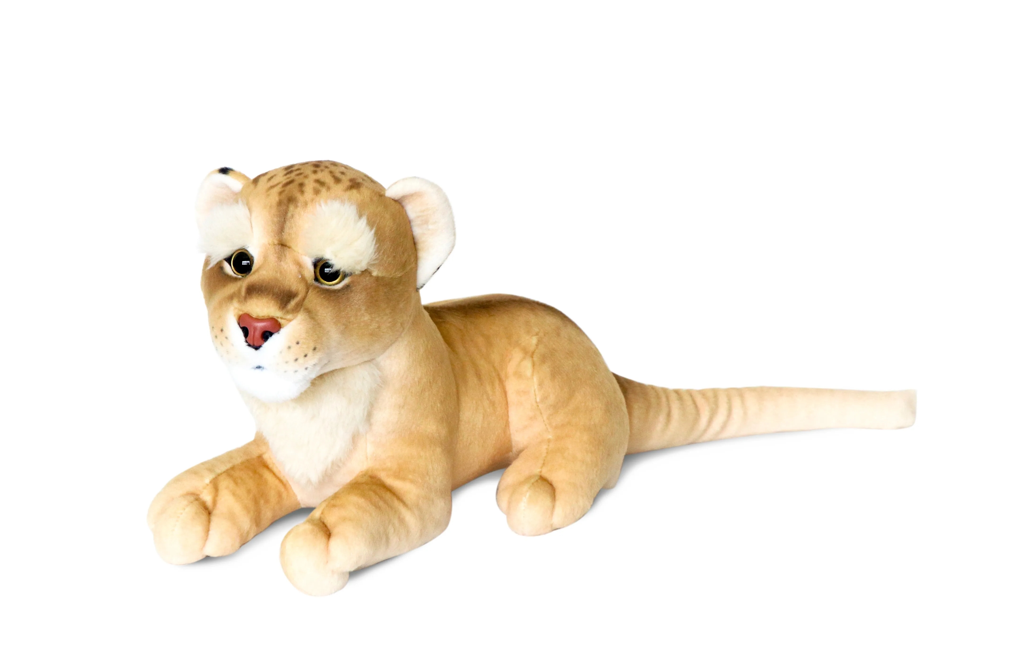 Bushy Eyebrow Cats 6