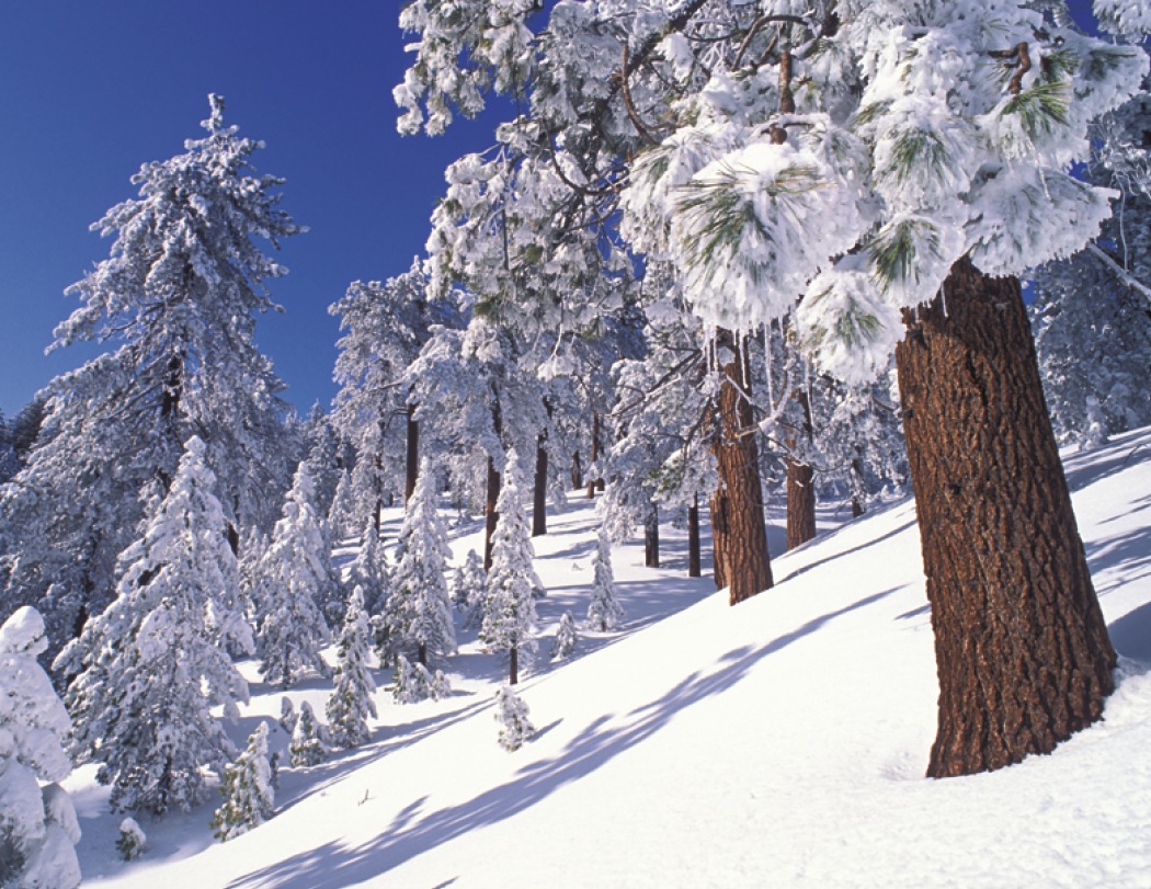 HotLine® Products California Appointment Calendar - Stapled 24