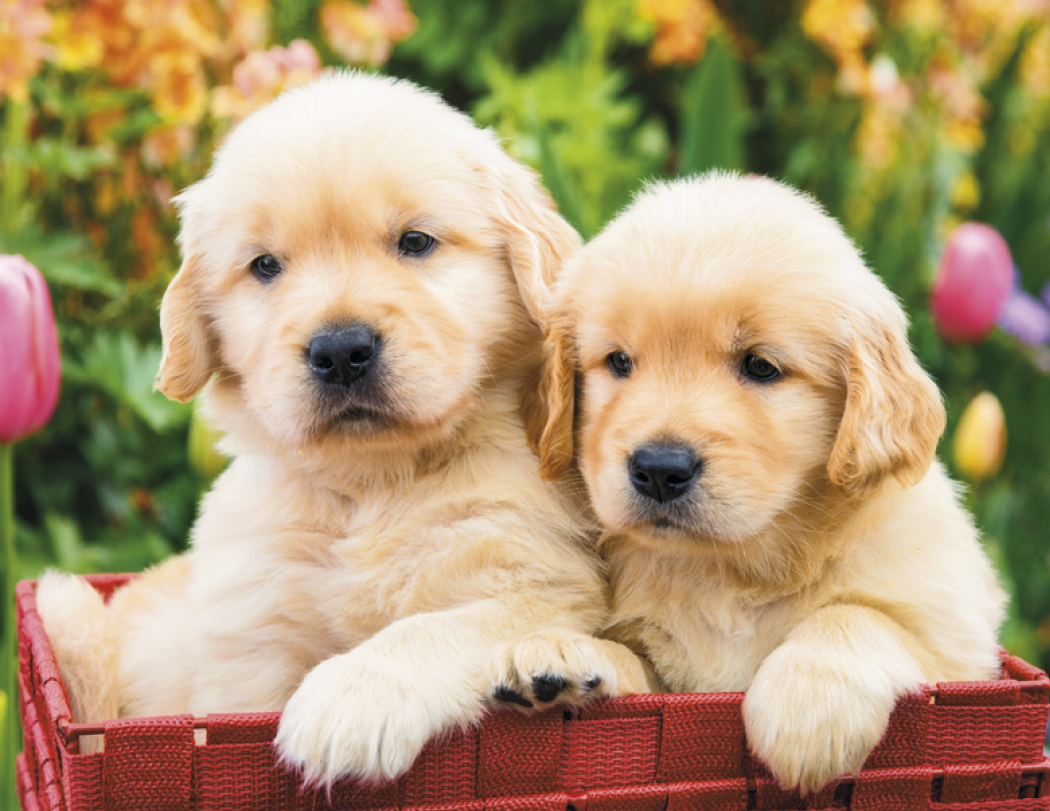 HotLine® Products Four Paws Appointment Calendar - Stapled 41