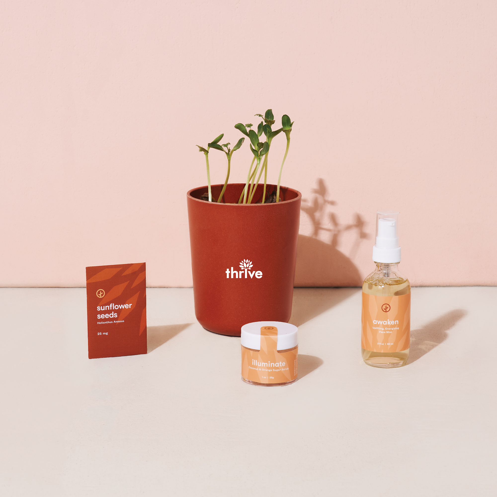 Modern Sprout® Shine Bright Take Care Kit - Sunflower 5