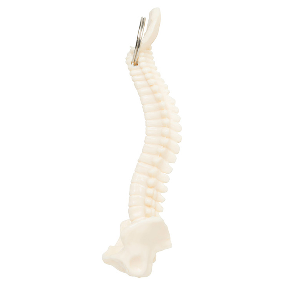 Spine and Pelvis Bone Keyring 3