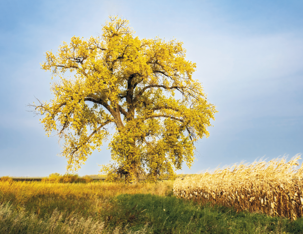 Good Value™ Scenic Canada - Window Calendar 28