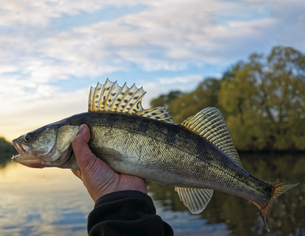 Good Value™ Fishing - Stapled Calendar 29