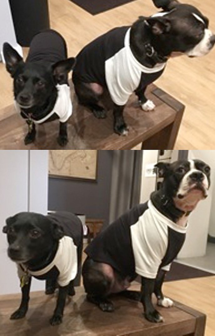 50/50 Blend Doggie Baseball Tee 3