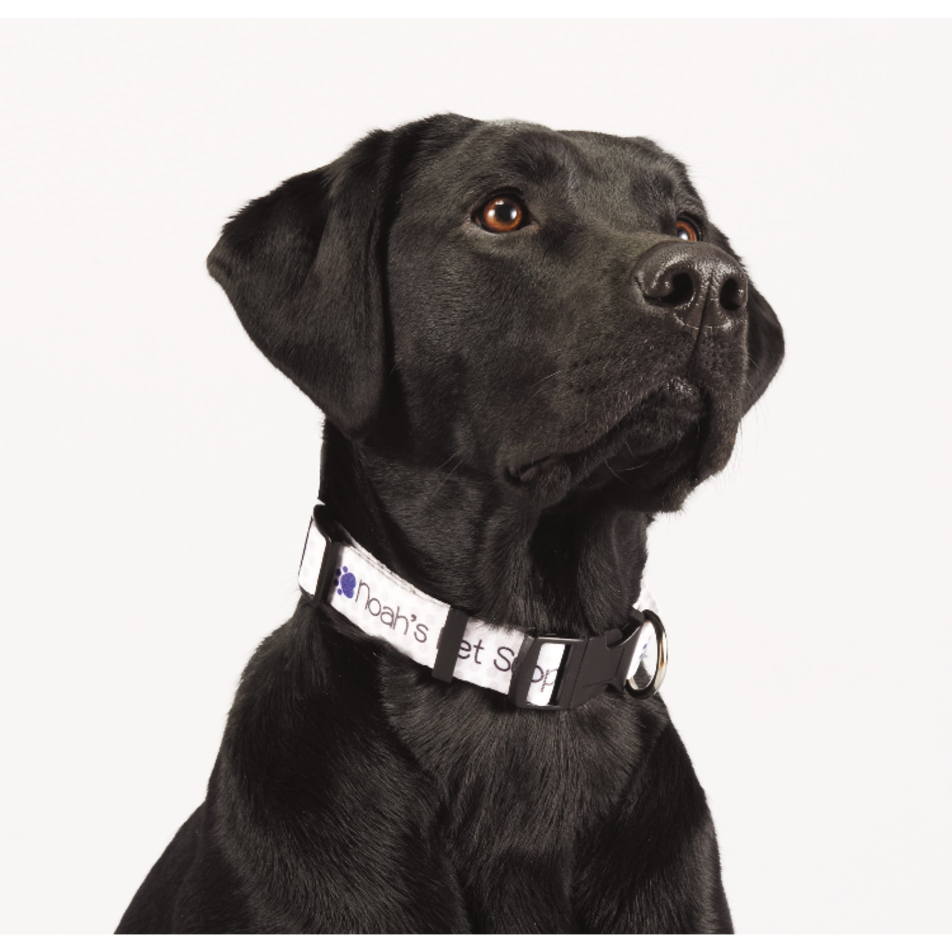 Full Color 1" Wide Adjustable Pet Collar 10