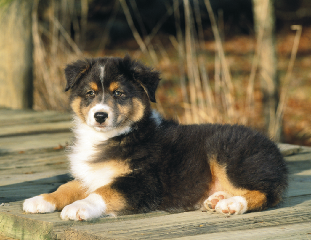 HotLine® Products Four Paws Appointment Calendar - Stapled 23