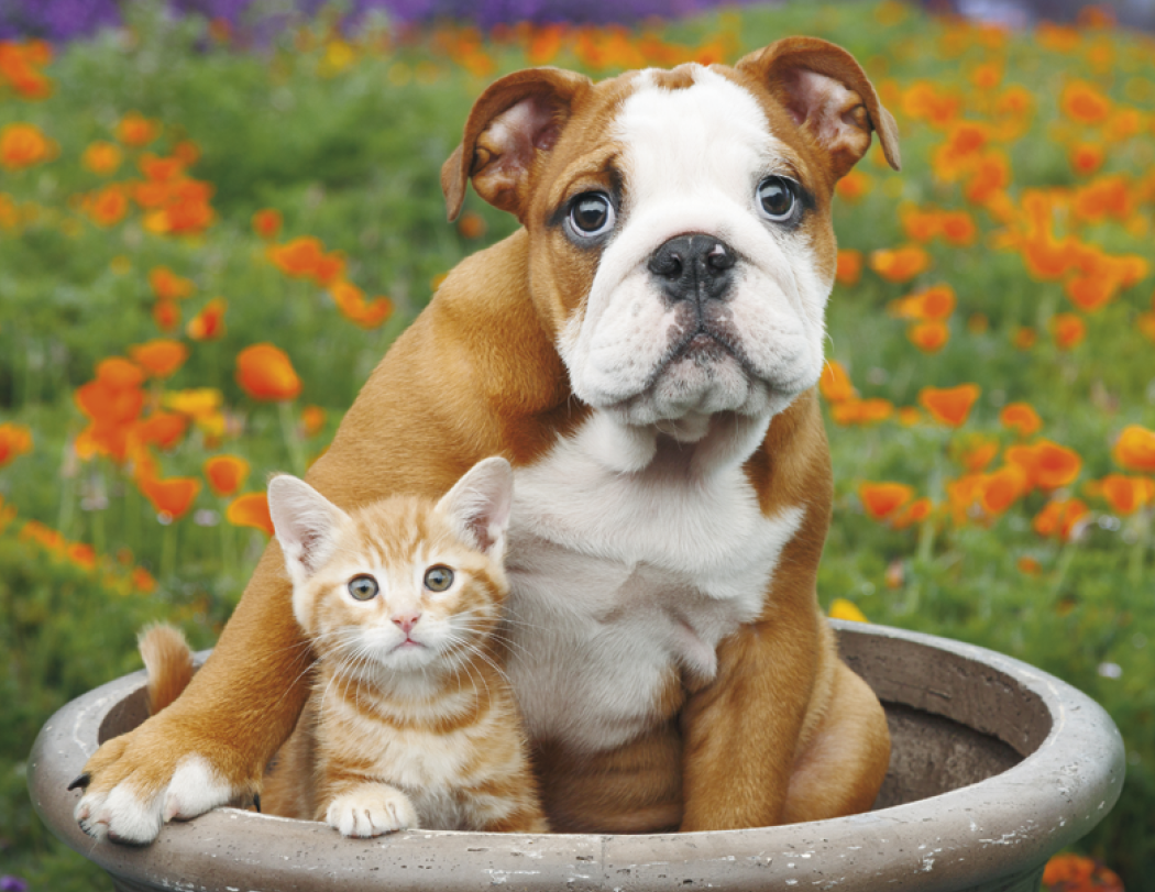 Good Value™ Puppies & Kittens - Spiral Calendar 22