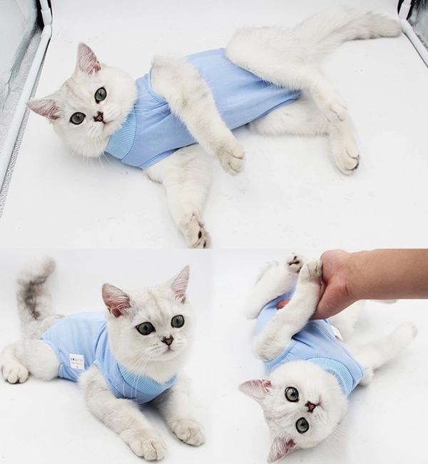 Cat Postoperative Recovery Suit 6
