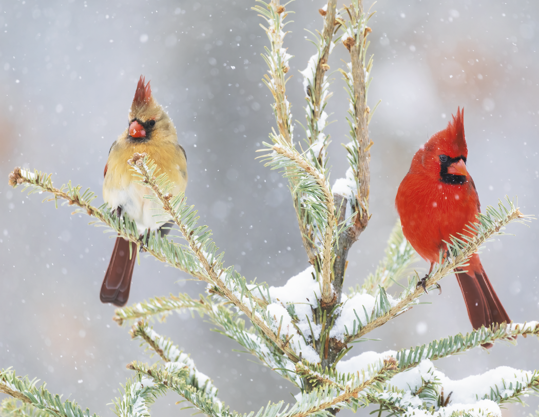 HotLine® Products Songbirds Appointment Calendar - Stapled 17