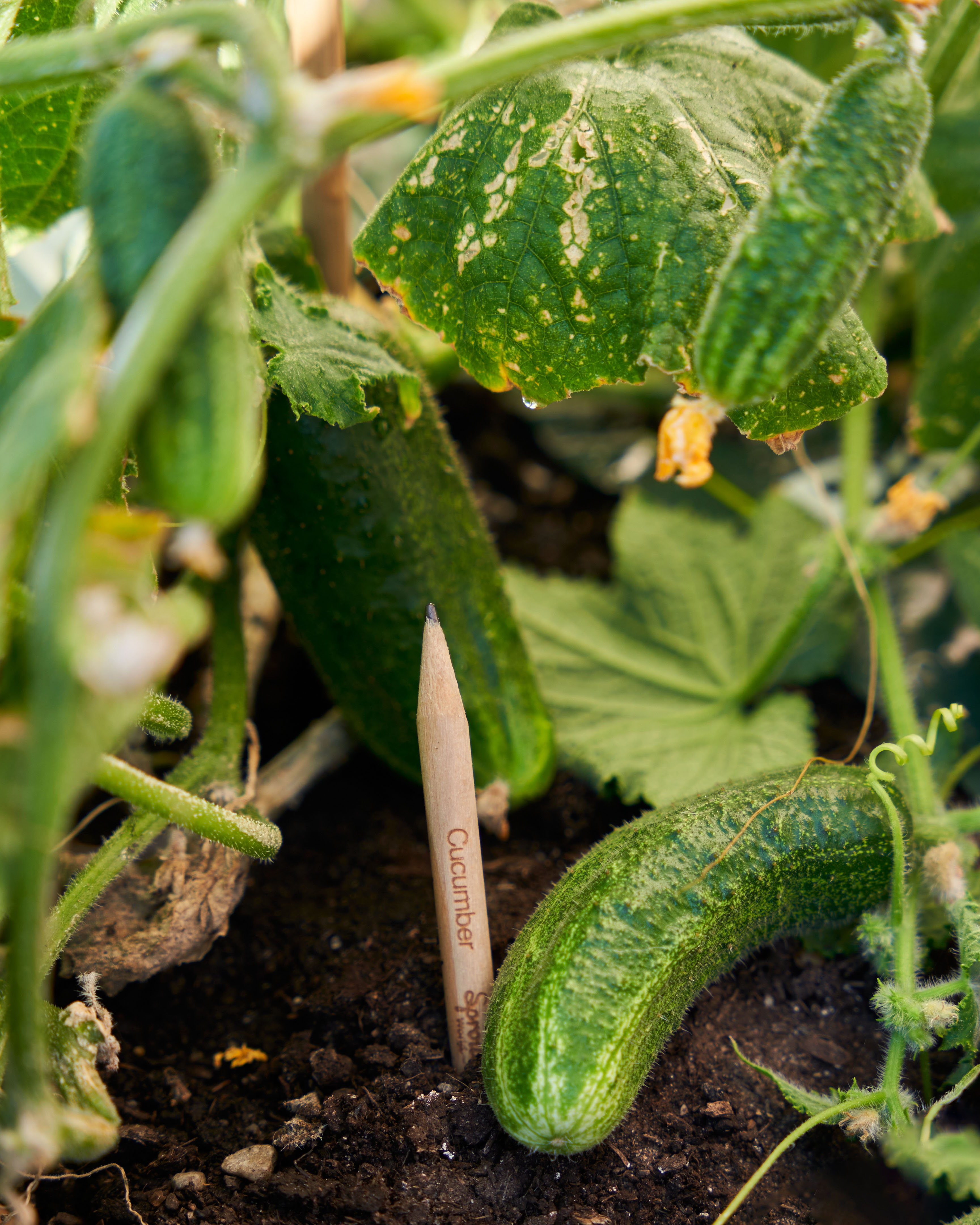 SproutWorld™ Pencil 12