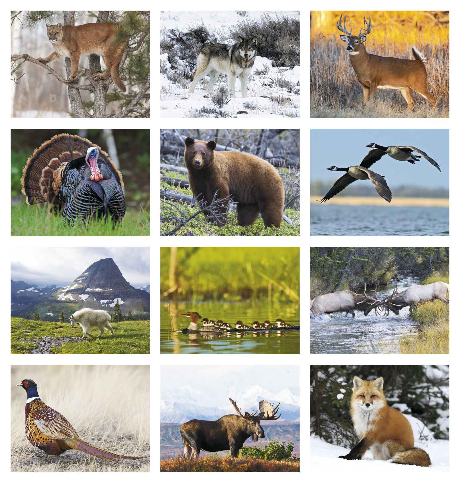 Triumph® Calendars North American Wildlife Calendar 17