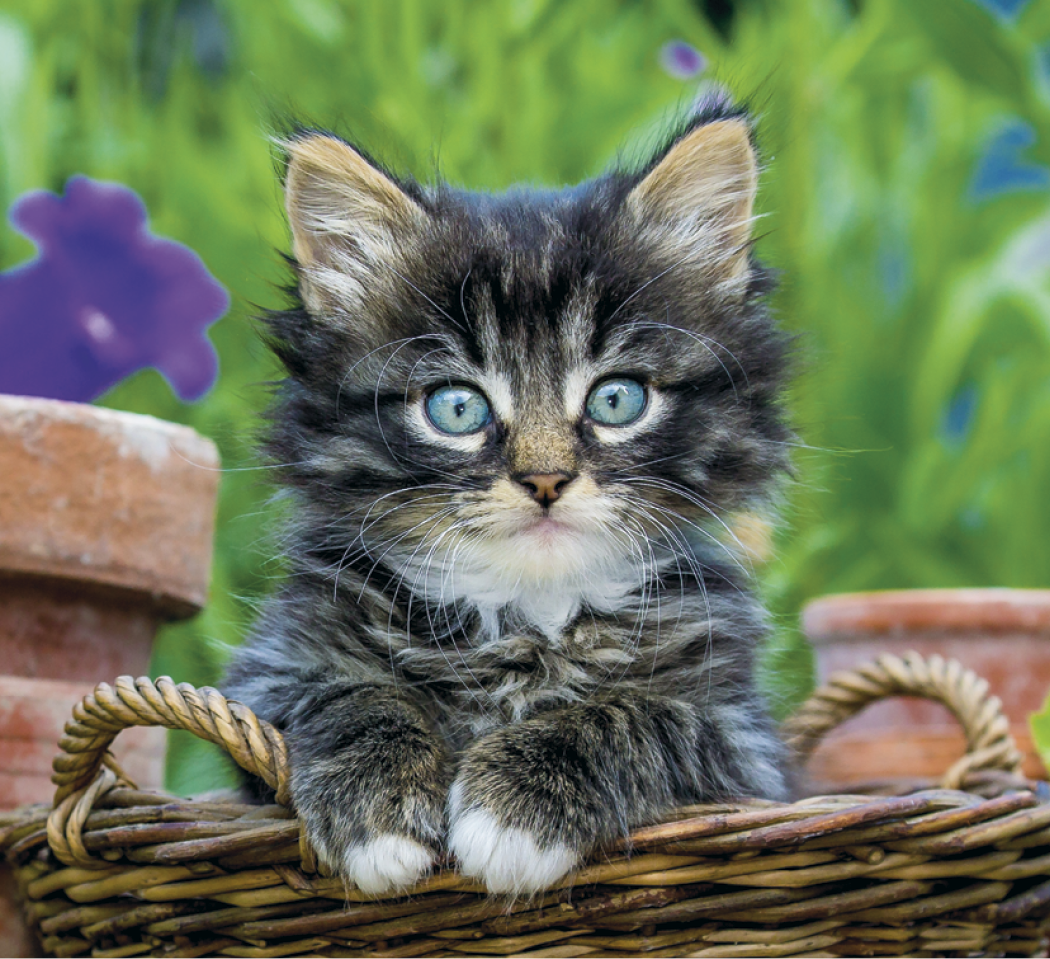 Good Value™ Puppies & Kittens - Mini Calendar 47