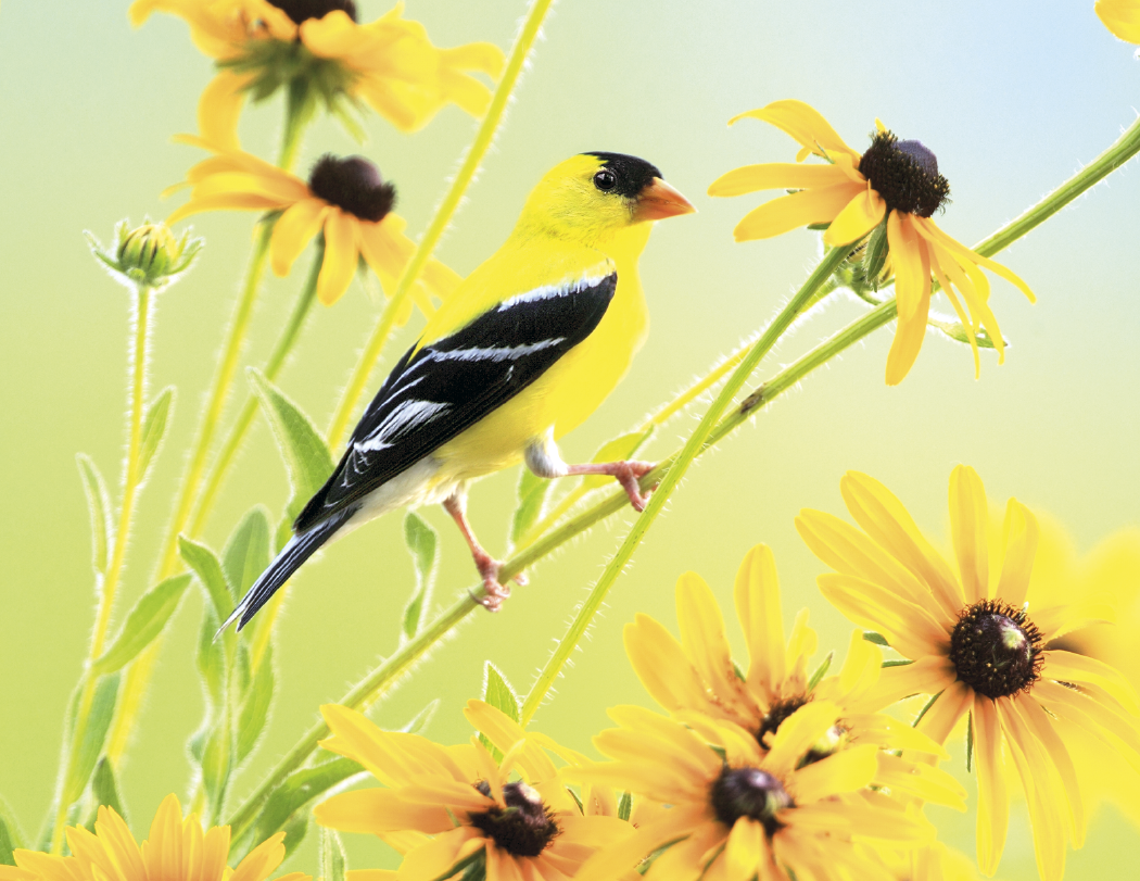Triumph® Calendars Birds Calendar 31