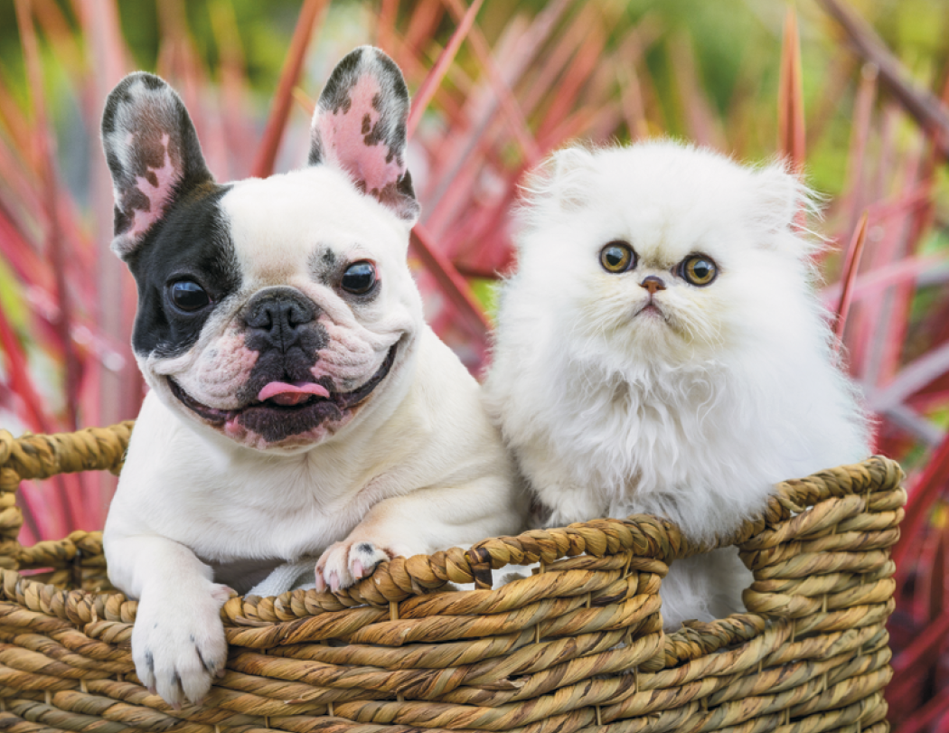 HotLine® Products Four Paws Appointment Calendar - Stapled 16