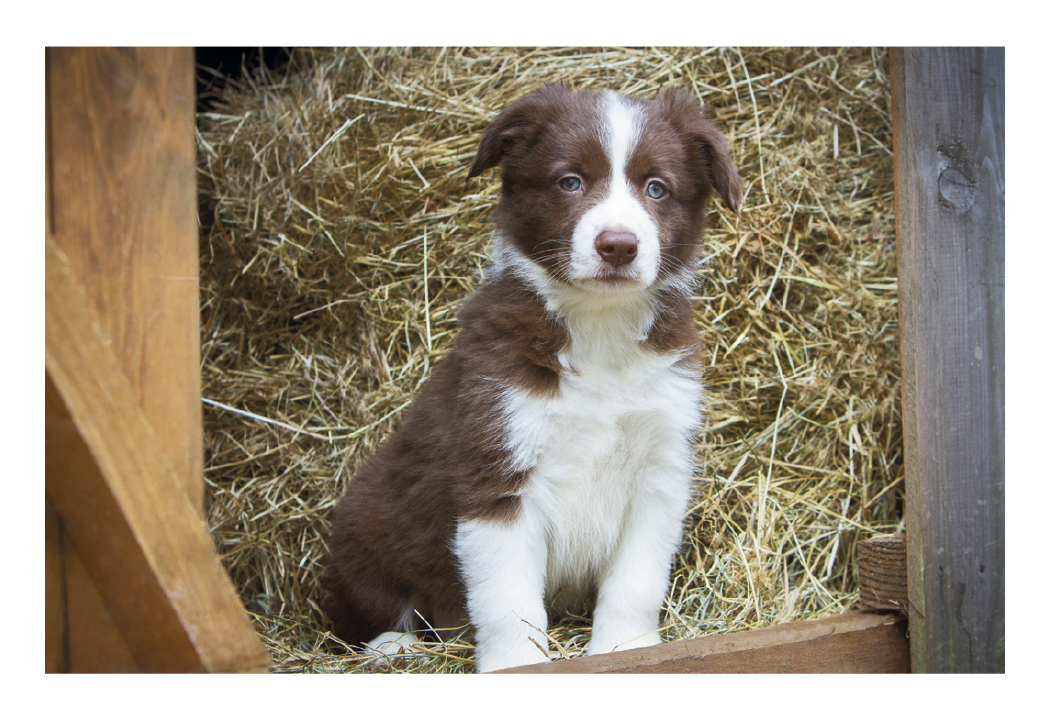Triumph® Calendars Puppies & Kittens Pocket Calendar 8