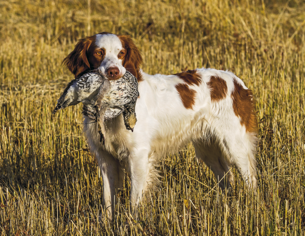 Good Value™ Sporting Dogs - Stapled Calendar 42