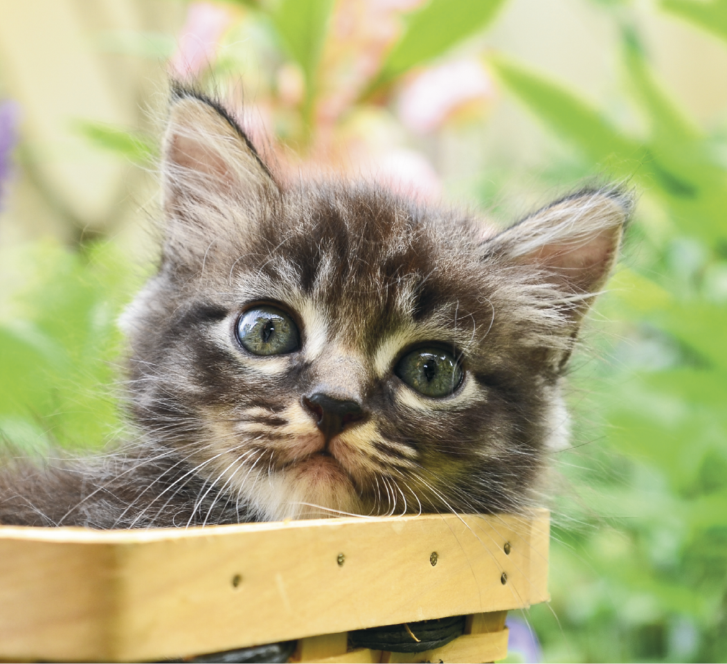 Good Value™ Puppies & Kittens - Mini Calendar 21