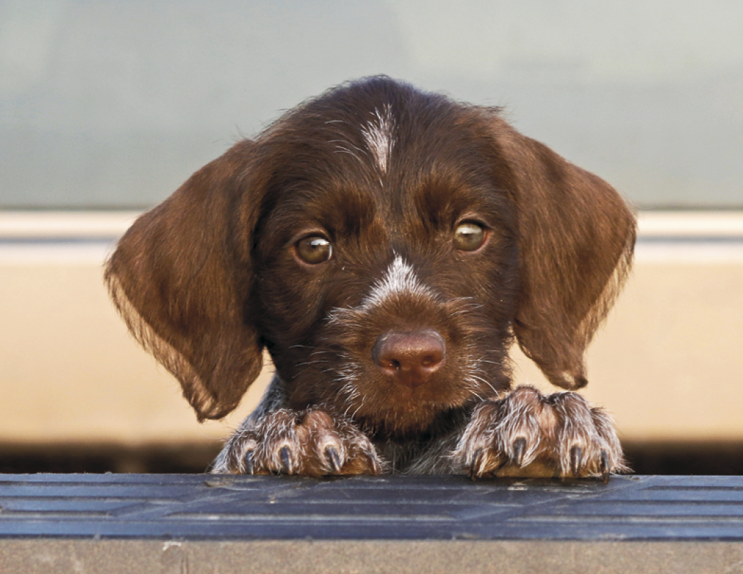 Good Value™ Sporting Dogs - Stapled Calendar 34