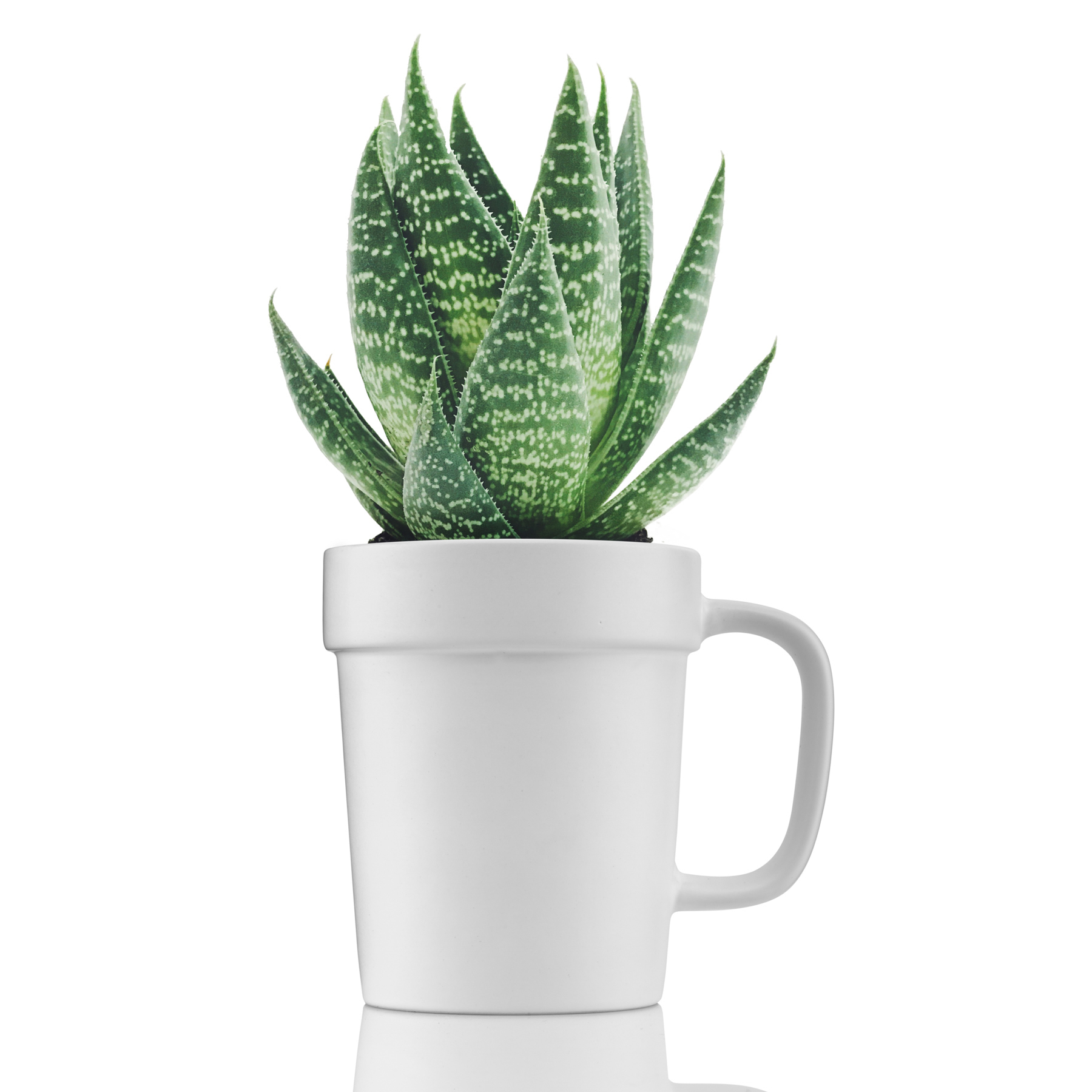 16 oz Planter Mug 27