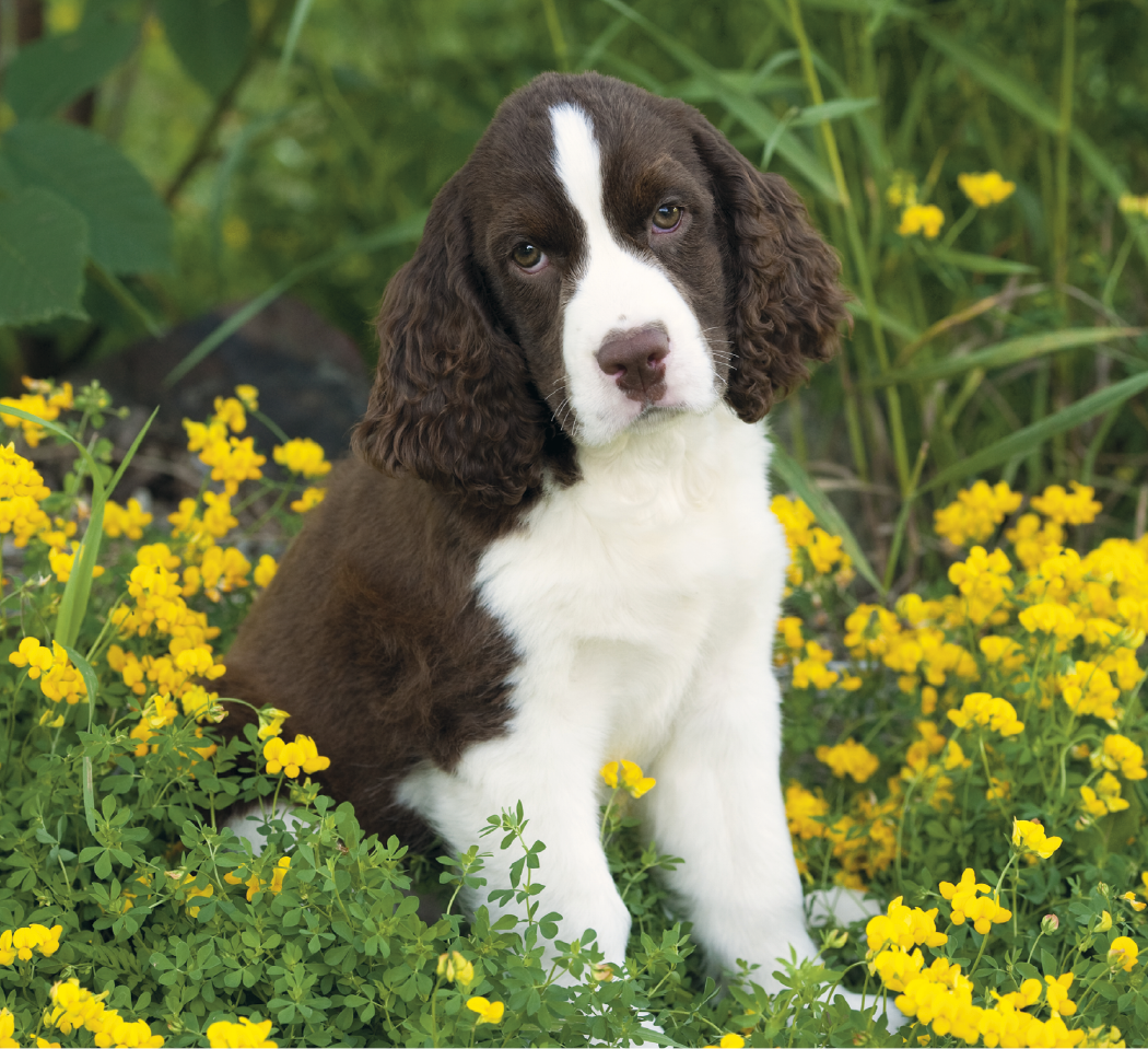 Good Value™ Puppies & Kittens - Mini Calendar 3