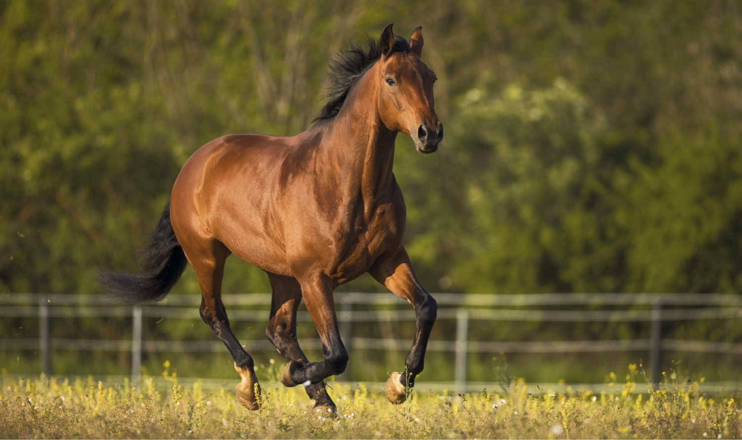 Triumph® Calendars Single Pocket Calendar 6