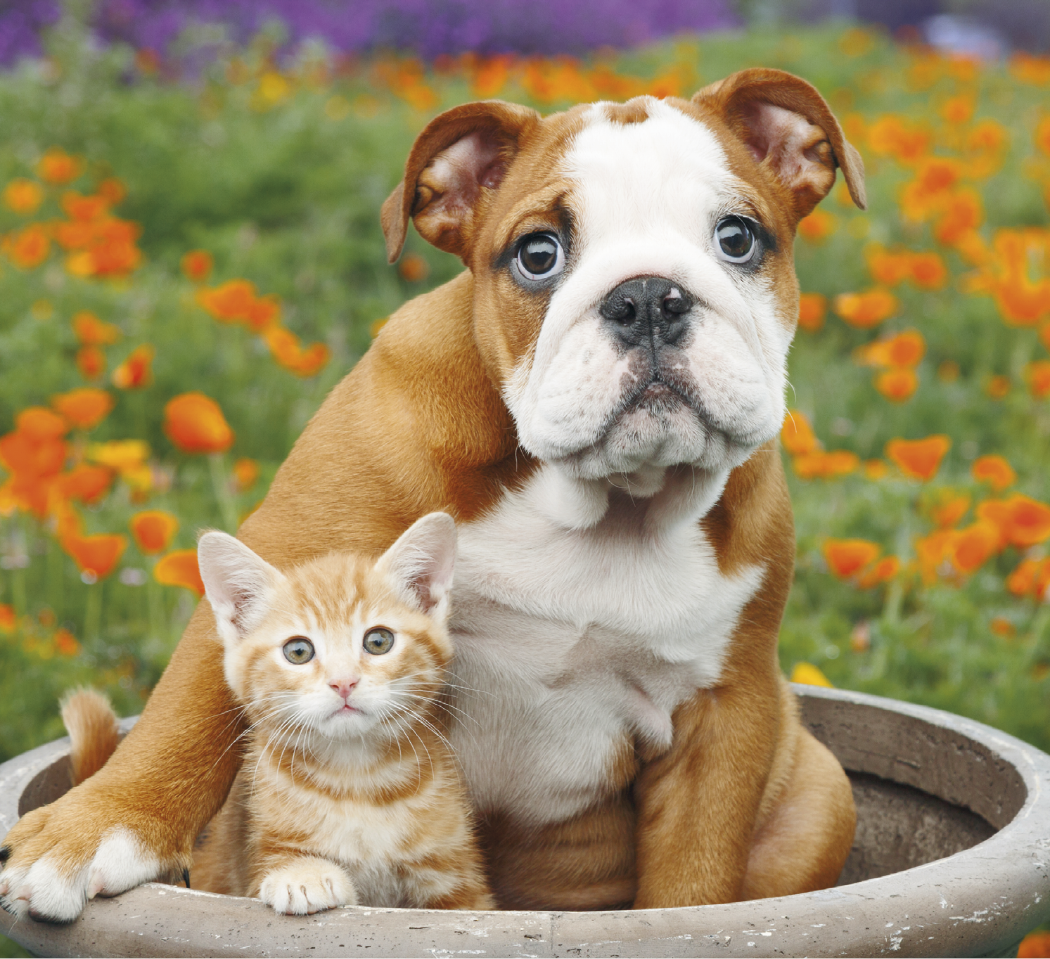 Good Value™ Puppies & Kittens - Mini Calendar 13