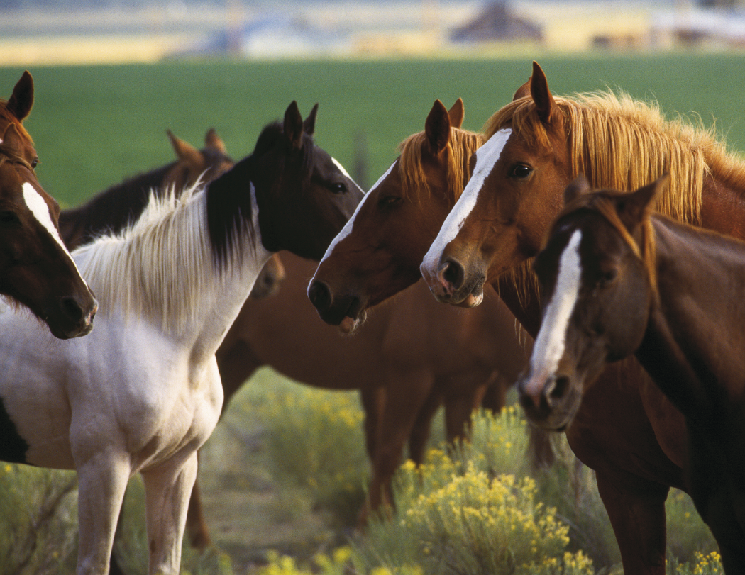 Triumph® Calendars Horses Calendar 30