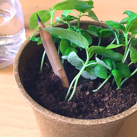 Sprout Pencil With Single-Sided Basil Seed Paper 4