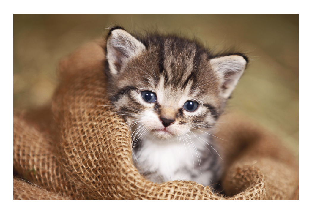 Triumph® Calendars Puppies & Kittens Pocket Calendar 48
