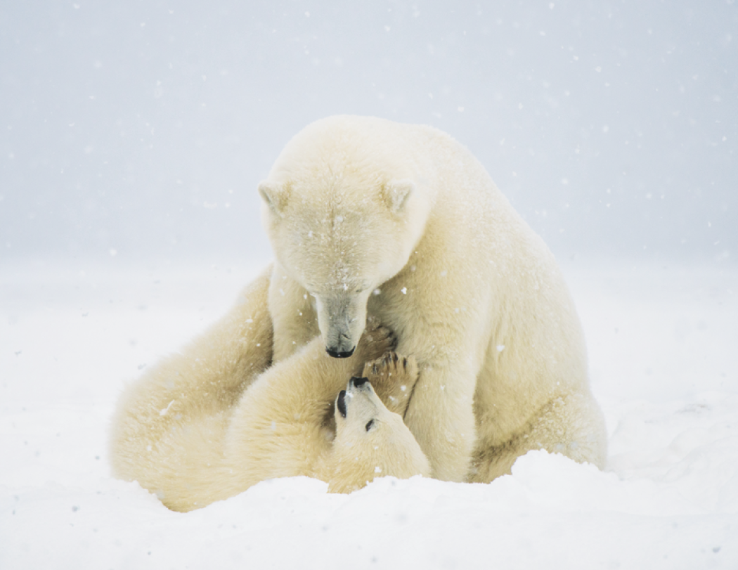 HotLine® Products Animal Babies Appointment Calendar - Stapled 67