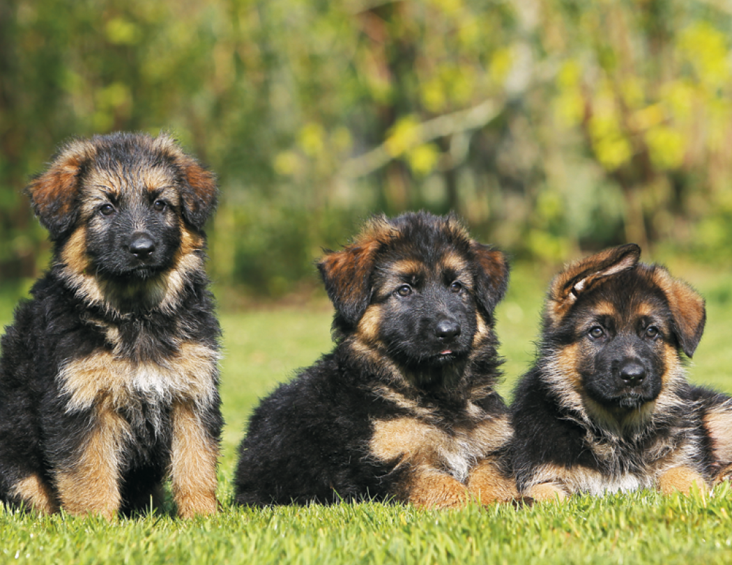 Triumph® Calendars Puppies Calendar 28