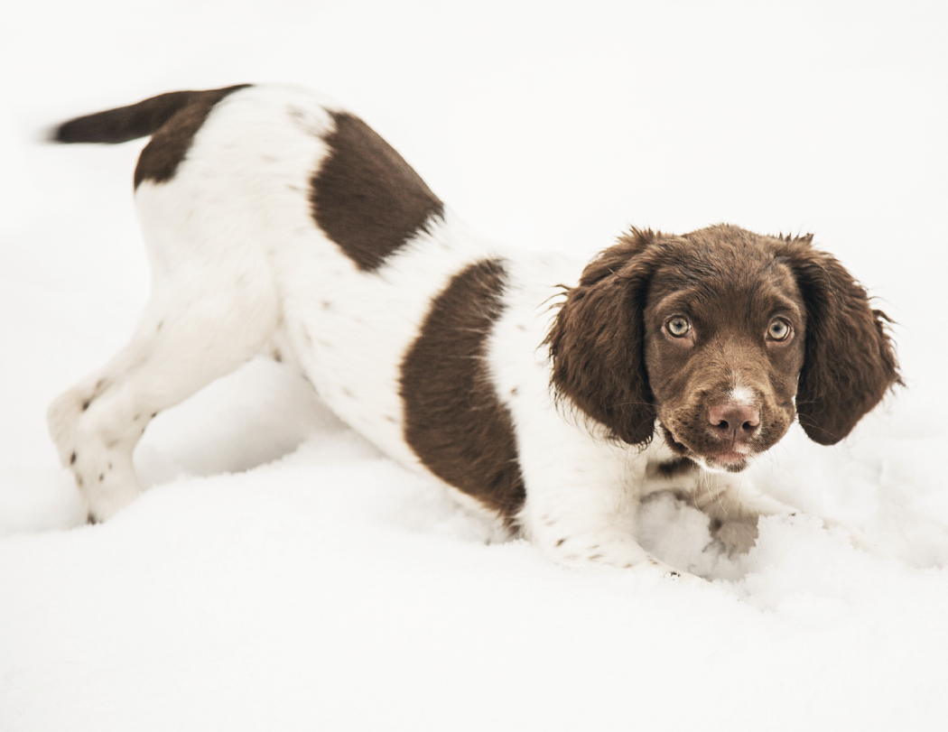 Triumph® Calendars Puppies Calendar 50