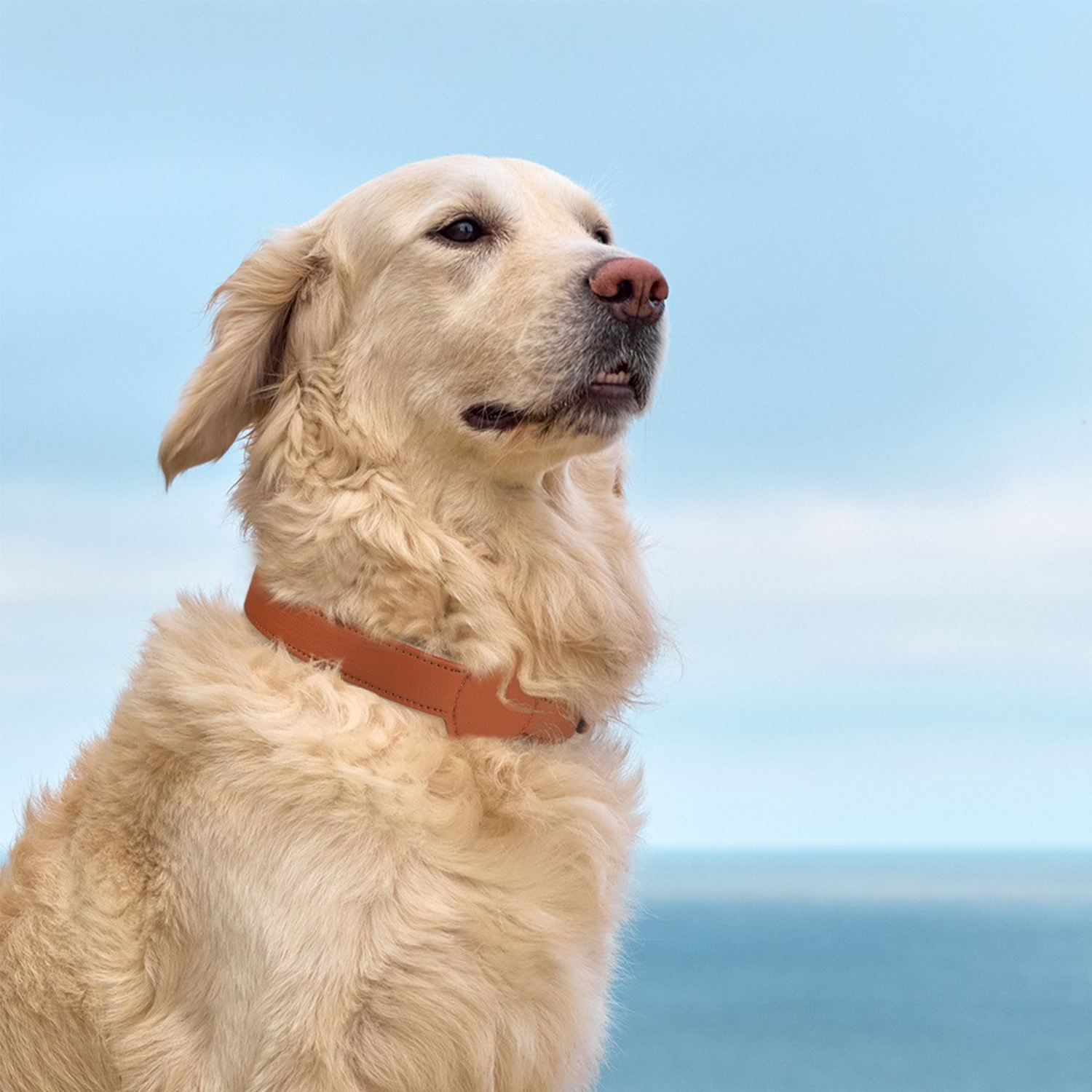 Leather Pet Collar With Apple Air-tag Tracker 5