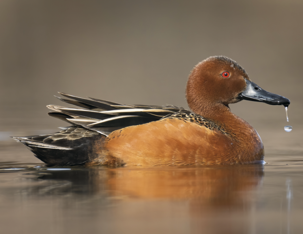 Good Value™ Waterfowl - Stapled Calendar 12