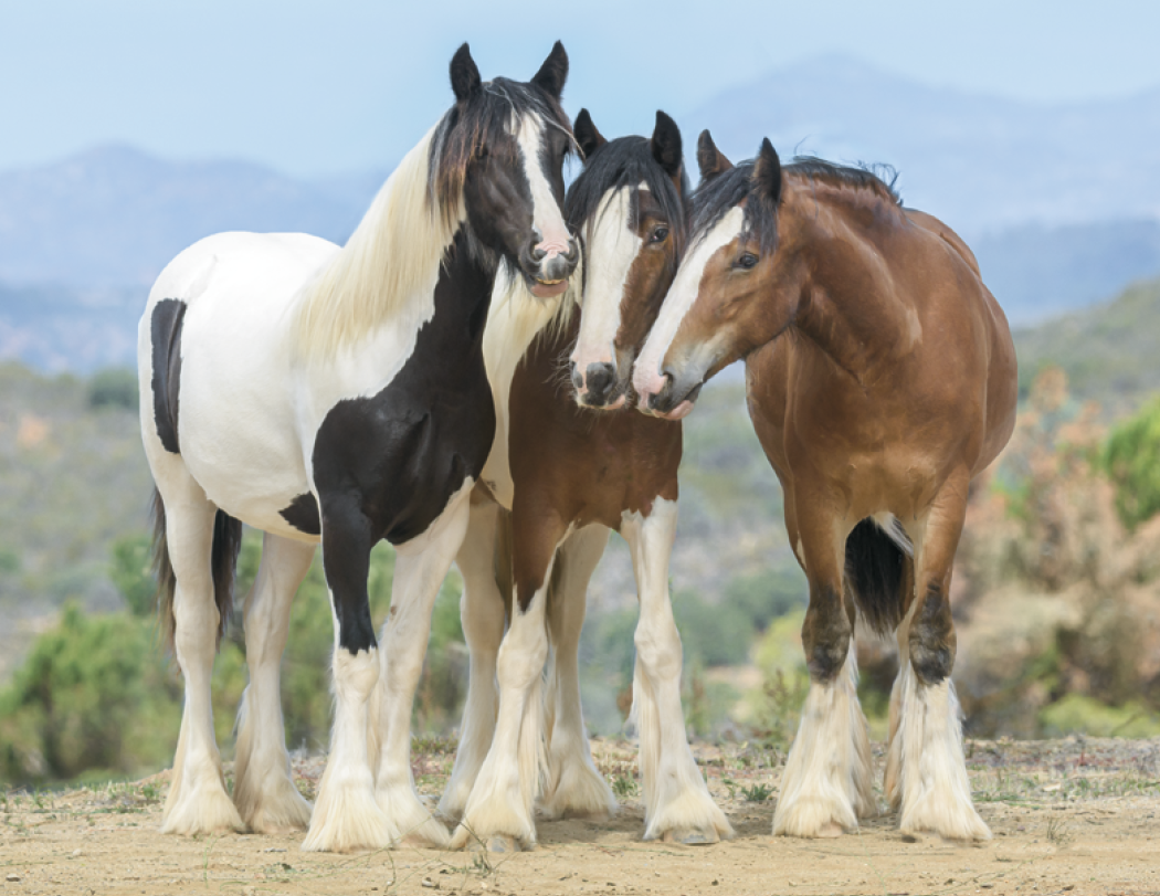 Triumph® Calendars Horses Calendar 36
