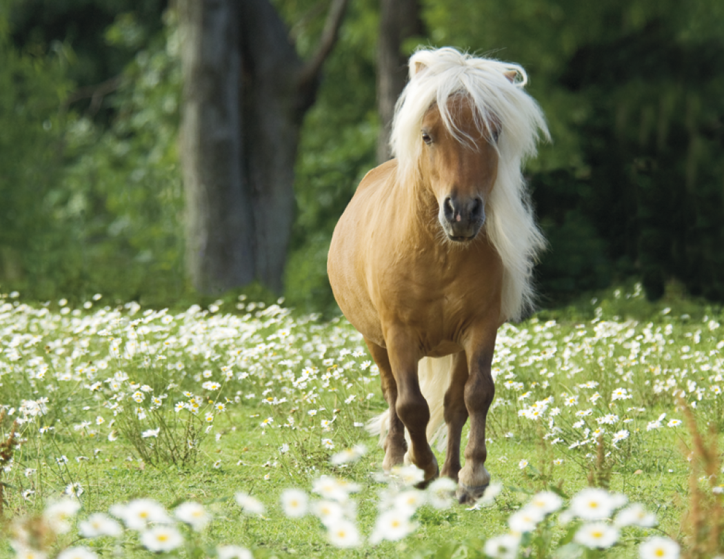 Triumph® Calendars Horses Calendar 43