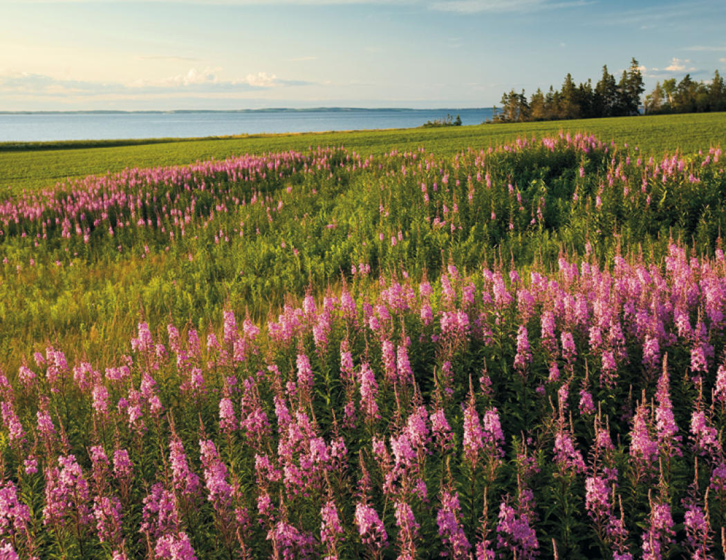 Good Value™ Scenic Canada - Window Calendar 10