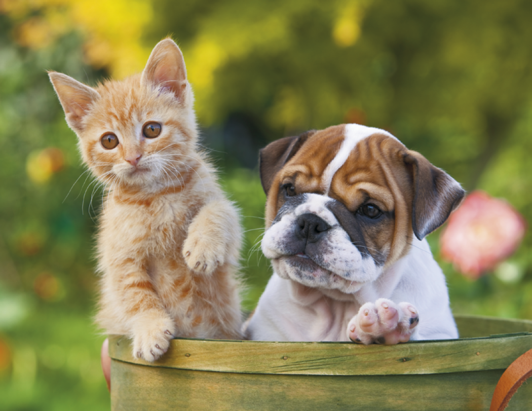 Good Value™ Puppies & Kittens - Spiral Calendar 3