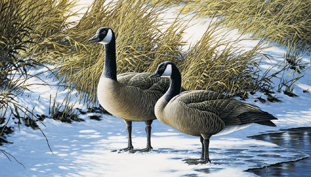 Triumph® Calendars North American Waterfowl Calendar 8