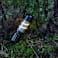 Mini Spiral Filament 100 Lumens Lantern Flashlight 5