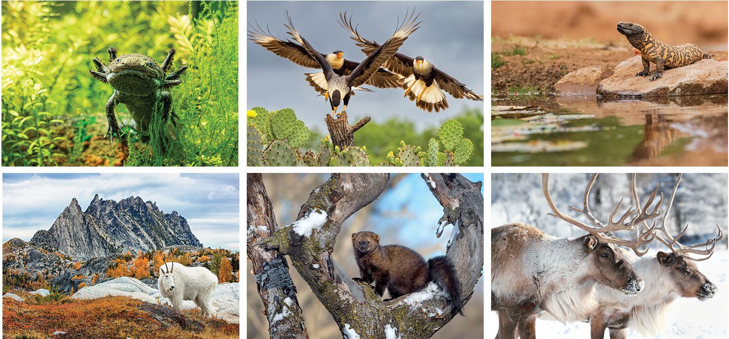WILDLIFE WALL CALENDAR SPIRAL
