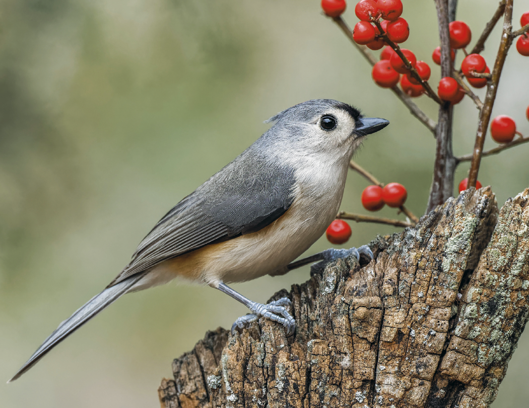 Good Value™ Birds of North America - Spiral Calendar