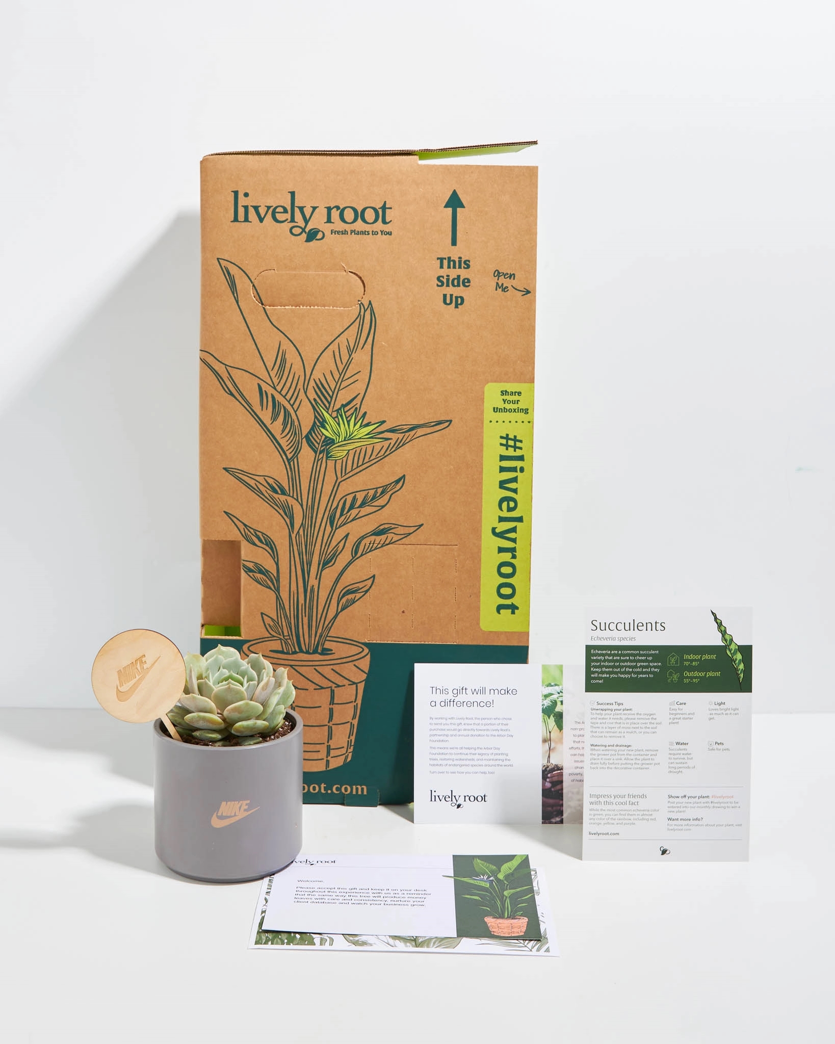 Echeveria Rose Succulent Plant Kit