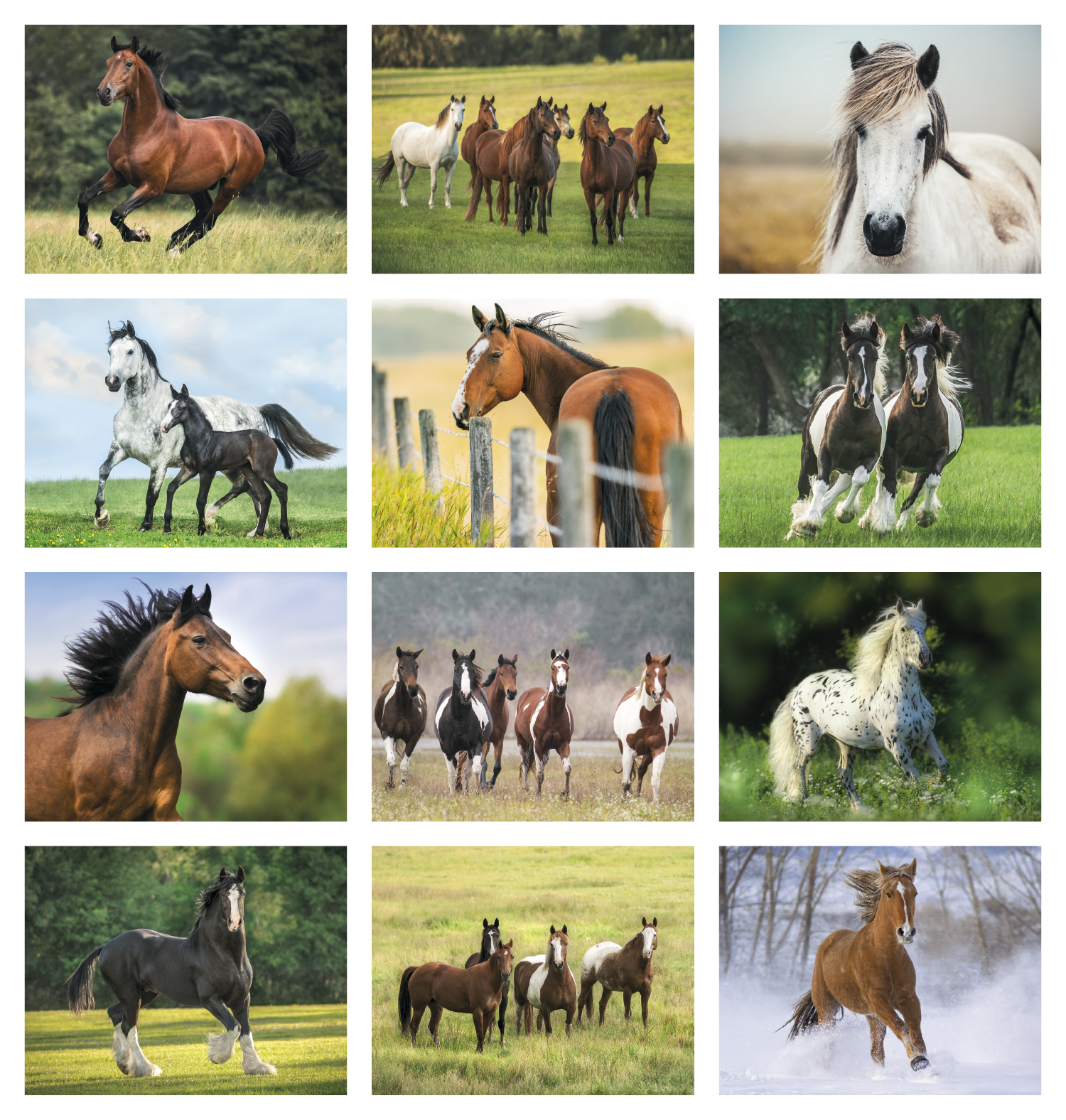 Triumph® Calendars Horses Calendar 24