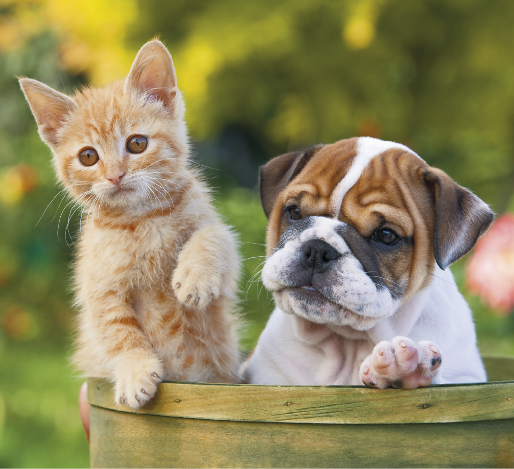 Good Value™ Puppies & Kittens - Mini Calendar 12
